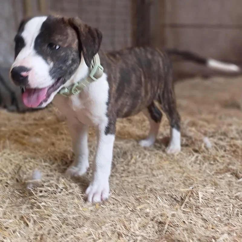 Clark  Sweet & thumbnail 3