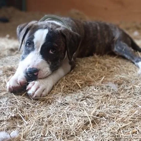 Clark  Sweet & thumbnail 4