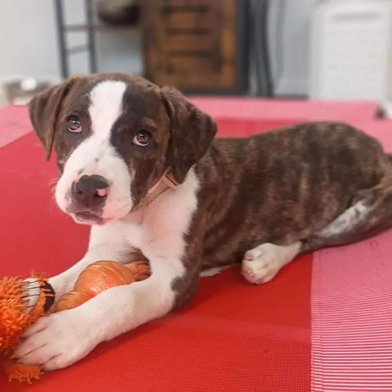 Clark  Sweet & thumbnail 5