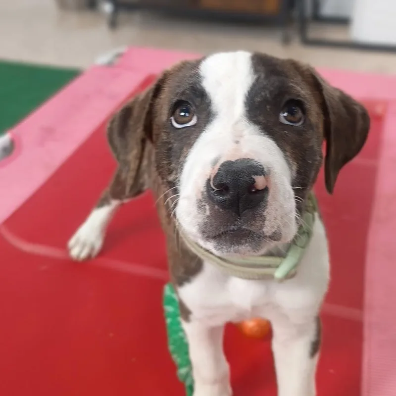 Clark  Sweet & thumbnail 6