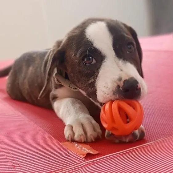 A baby medium-sized male Brindle Catahoula Leopard Dog dog named Clark  Sweet & for adoption in Houston, TX