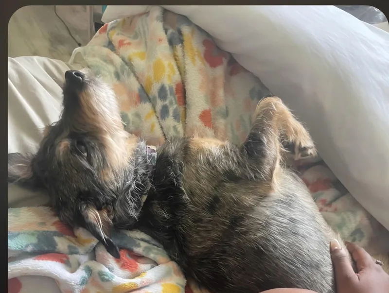 An adult small-sized female Cairn Terrier dog named Nala for adoption in Weston, FL