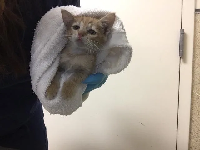A baby small-sized female Domestic Short Hair cat named Marmalade for adoption in Riverside, CA