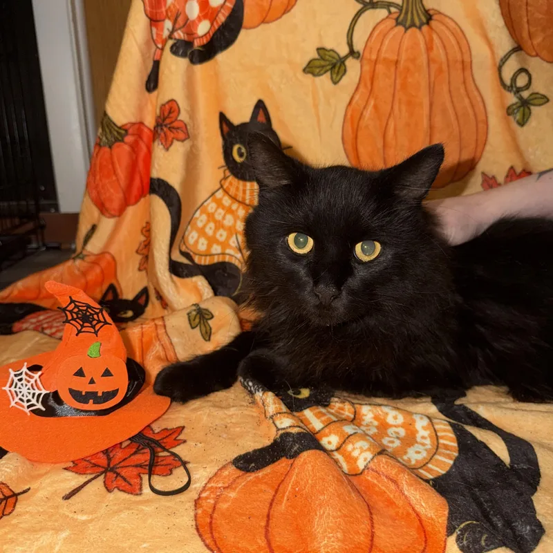 An adult medium-sized male Maine Coon cat named Vader for adoption in Hamilton, NJ