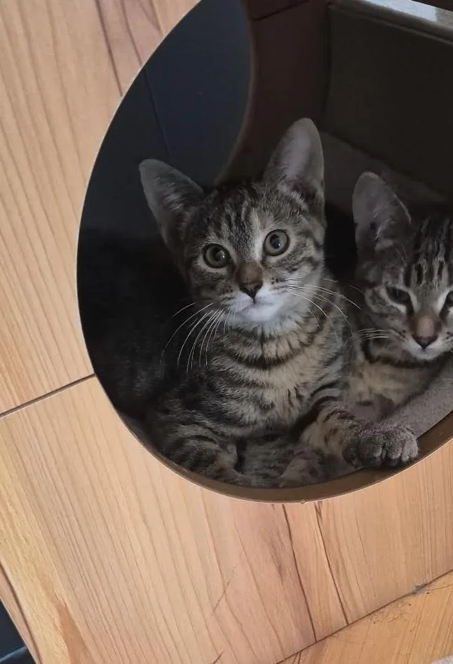 A young medium-sized female Tabby (Gray / Blue / Silver) Domestic Short Hair cat named Melon for adoption in Valley City, ND