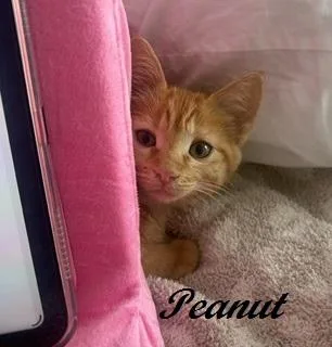 A baby medium-sized female Tabby (Orange / Red) Tabby cat named Peanut for adoption in Southern Pines, NC