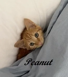Peanut thumbnail 2