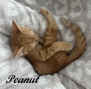 Peanut thumbnail 3