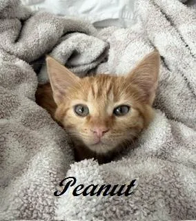 Peanut thumbnail 4
