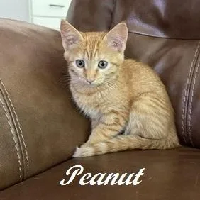 Peanut thumbnail 5