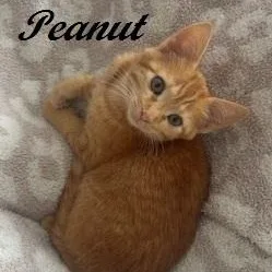 Peanut thumbnail 6