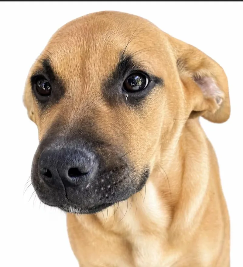 A baby large-sized female Yellow / Tan / Blond / Fawn Boxer dog named Gloster for adoption in Watertown, CT