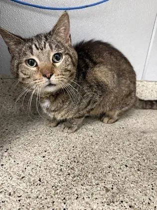 An adult medium-sized male Domestic Short Hair cat named McFly for adoption in Lafayette, IN