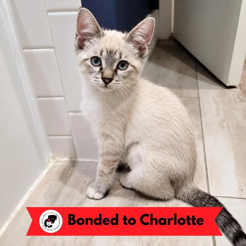 A baby small-sized female Siamese cat named Clementine for adoption in Skokie, IL