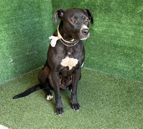 An adult large-sized female Pit Bull Terrier dog named Penny for adoption in Lancaster, CA