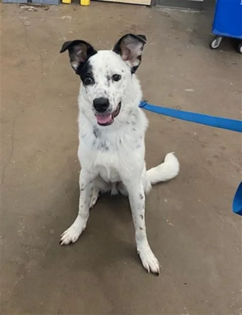A young large-sized male Mixed Breed dog named Jayce for adoption in Dallas, TX