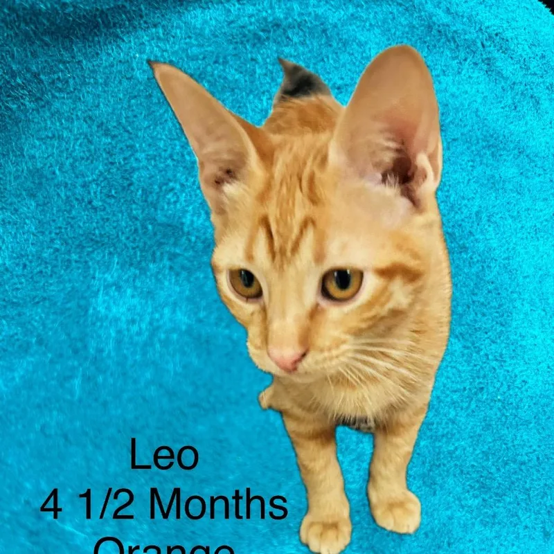 A baby small-sized female Orange / Red Domestic Short Hair cat named Leo for adoption in Santa Fe, TX