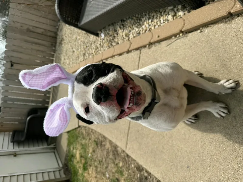 A young large-sized female American Bulldog dog named Athena for adoption in merrillville, IN