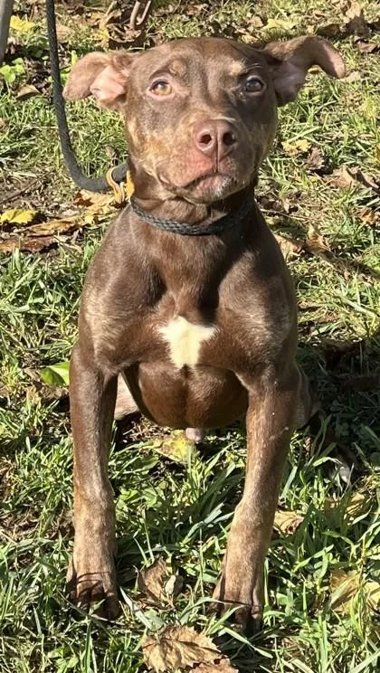 A baby small-sized male Pit Bull Terrier dog named Hickory for adoption in New Albany, IN