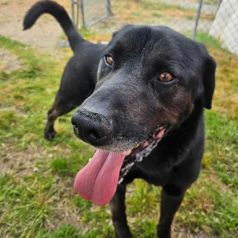 A senior large-sized male Black Mixed Breed dog named Joey for adoption in Spokane, WA