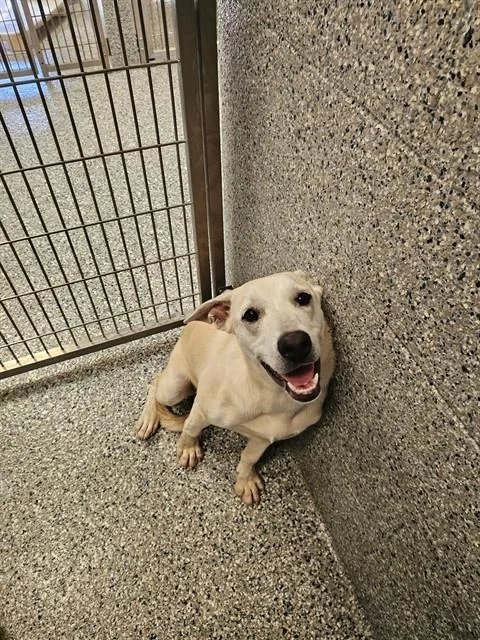 A young small-sized female Husky dog named Phoebe for adoption in Paradise, CA