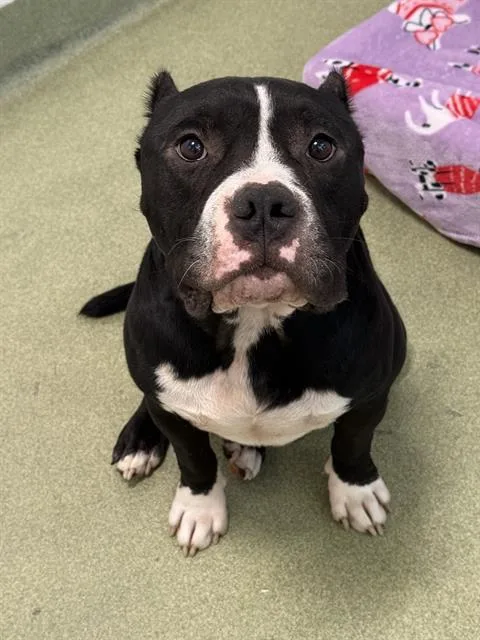 An adult medium-sized male Mixed Breed dog named Cliff for adoption in Dallas, TX