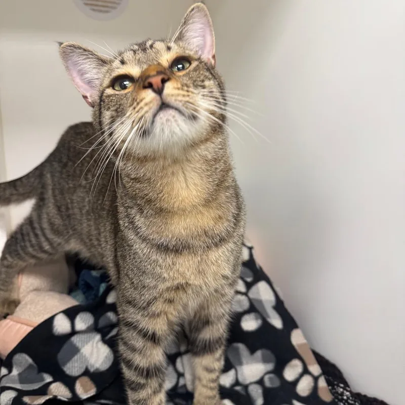 A young medium-sized male Brown / Chocolate Domestic Short Hair cat named Jaren for adoption in West Palm Beach, FL
