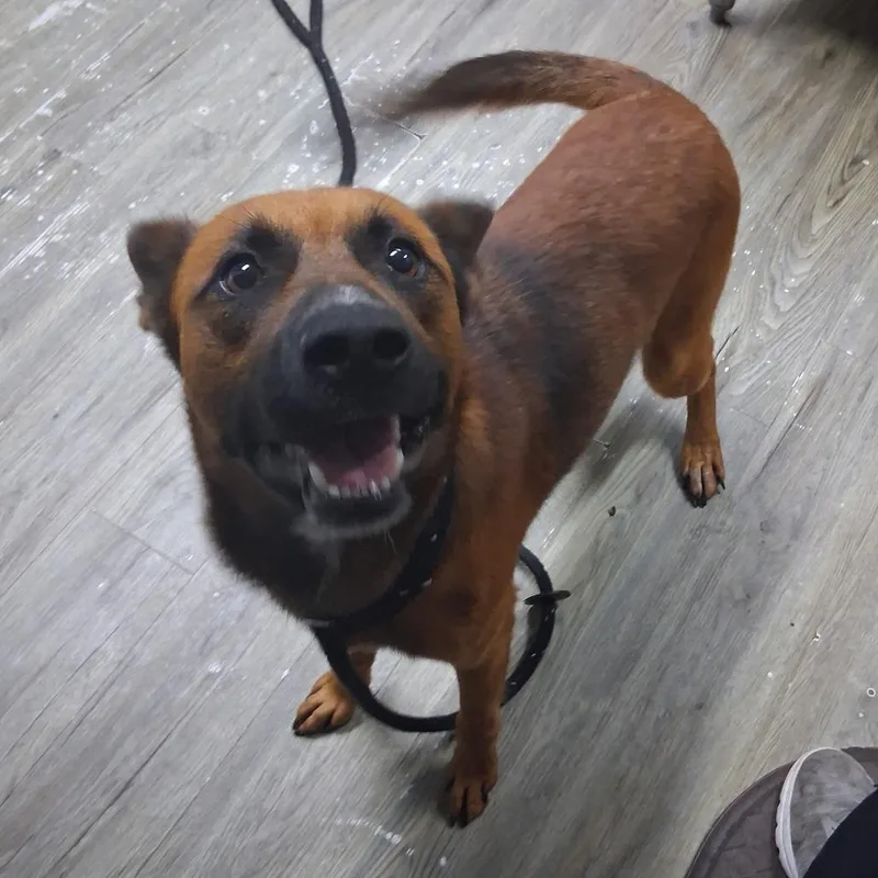 An adult medium-sized male Red / Chestnut / Orange Mixed Breed dog named Micah for adoption in Summerville, SC