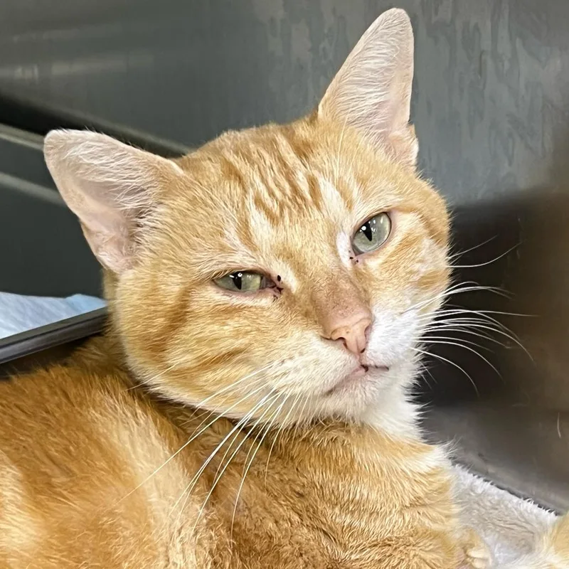 An adult extra large-sized male Orange / Red Domestic Short Hair cat named Pumpkin Spice Latte for adoption in Austin, TX