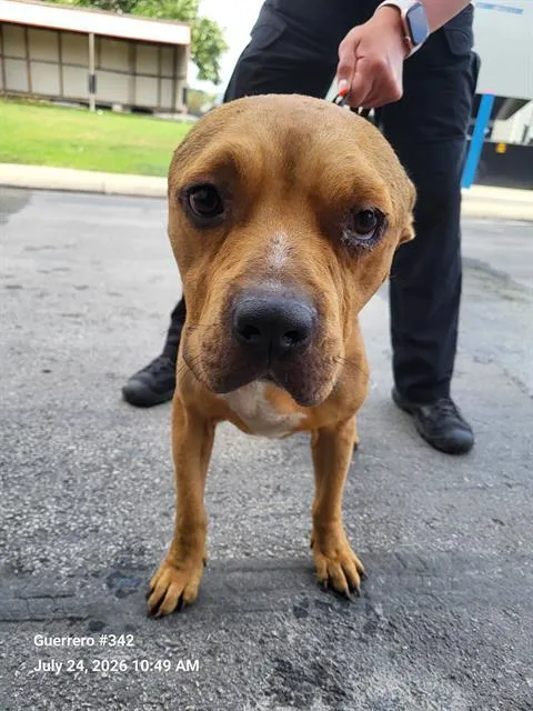 An adult medium-sized male American Staffordshire Terrier dog named Buddy for adoption in San Antonio, TX