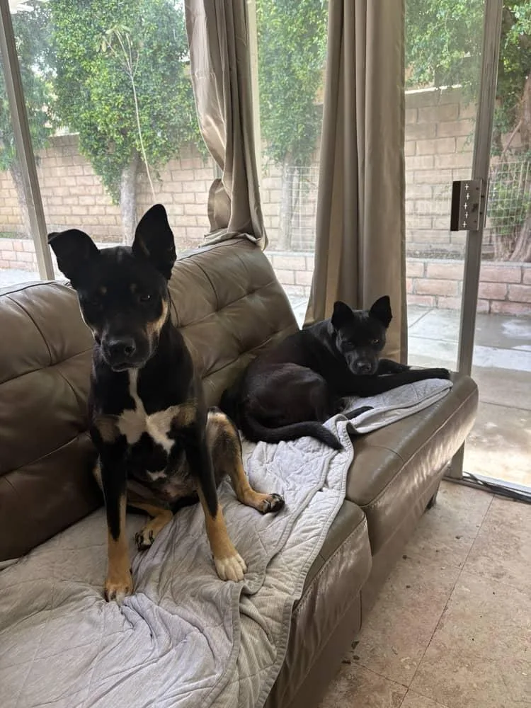 A young large-sized female Shepherd dog named Gigi and Bianca for adoption in Monrovia , CA