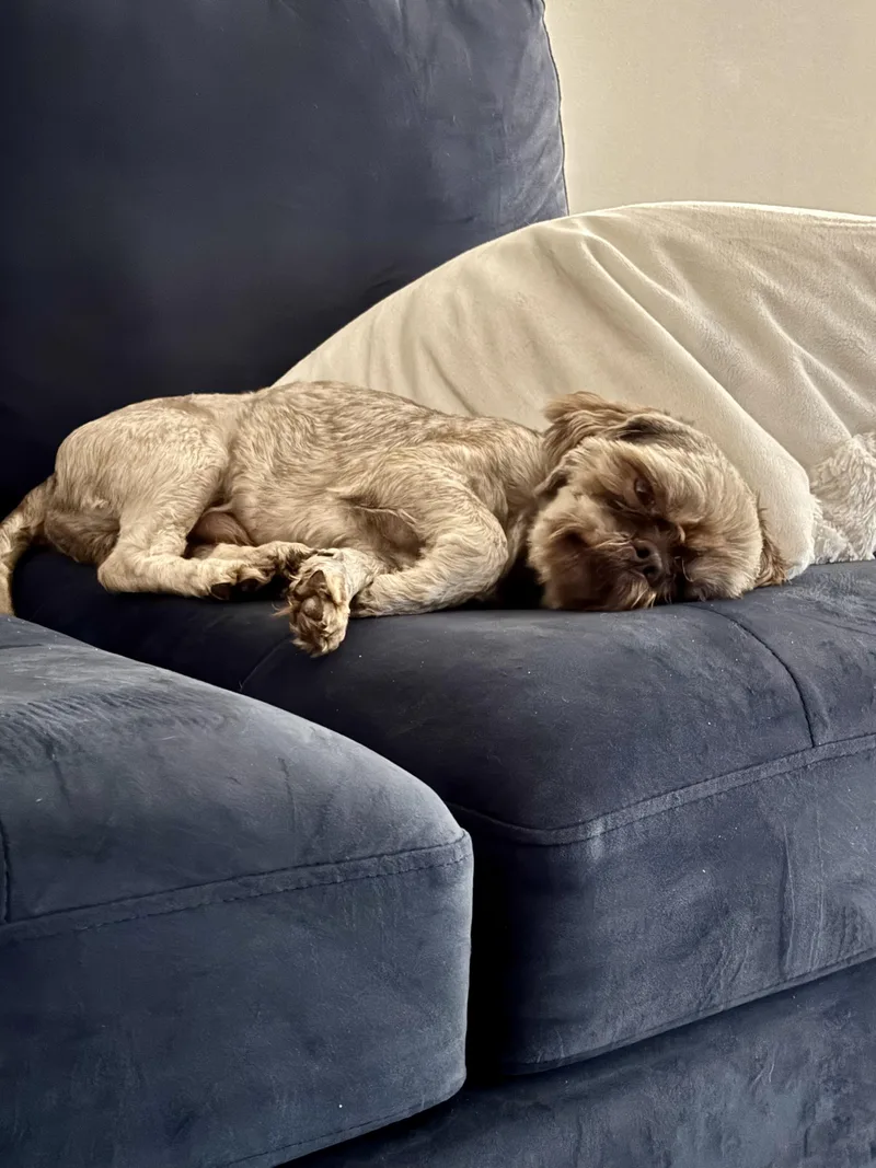 An adult small-sized male Shih Tzu dog named Milo for adoption in Gainesville, VA