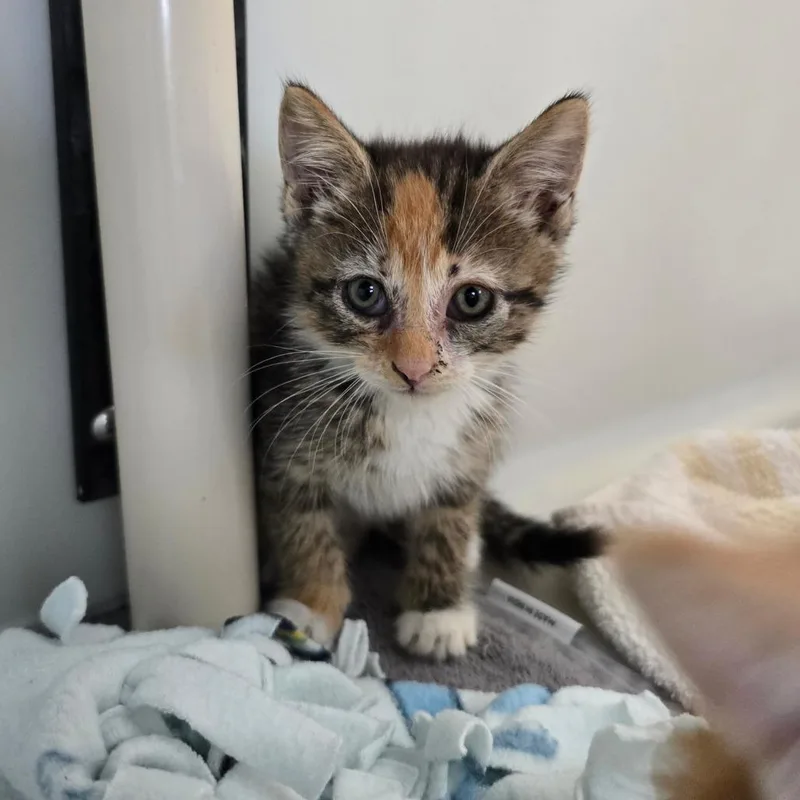 A baby small-sized female Torbie Domestic Short Hair cat named Kayla for adoption in Naples, FL