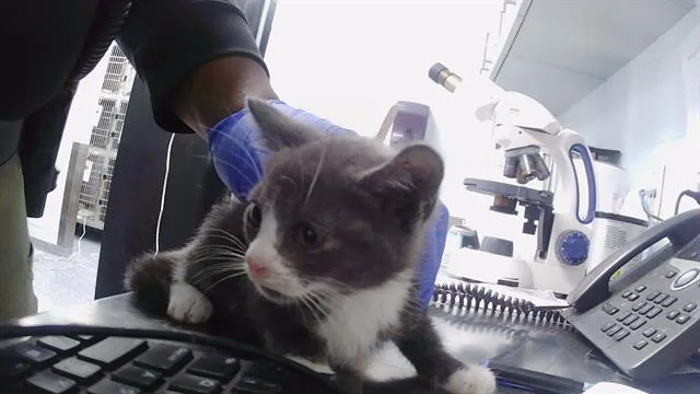 A baby small-sized male Domestic Short Hair cat named Nimbus for adoption in Charlotte, NC