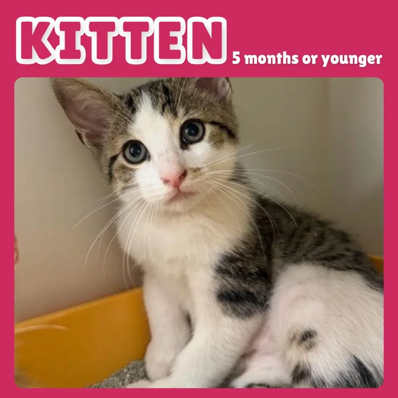 A baby small-sized male Brown / Chocolate Domestic Short Hair cat named Drums for adoption in Gainesville, FL