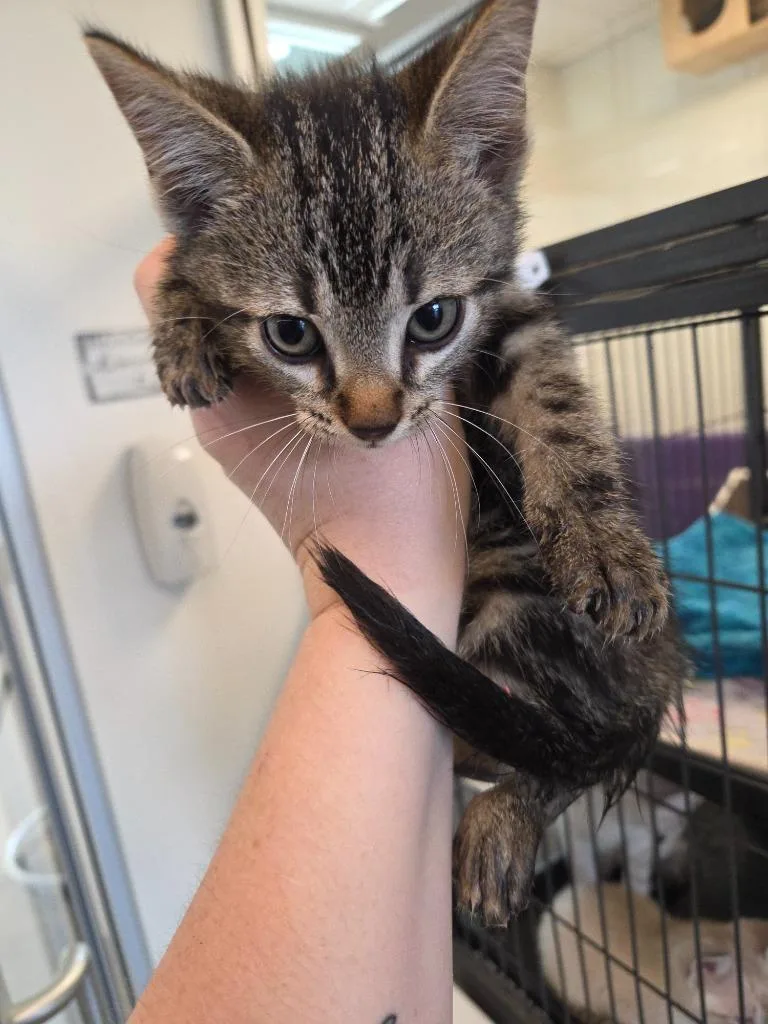 A baby small-sized male Siamese cat named Calvin for adoption in Bossier City, LA