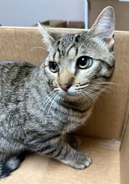 A young medium-sized male Domestic Short Hair cat named Burrito for adoption in Redlands, CA