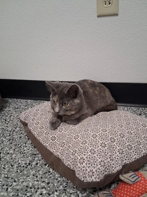 A young large-sized female Dilute Tortoiseshell Domestic Short Hair cat named Jenny for adoption in Bryan, OH