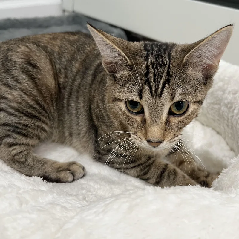 A baby small-sized female Tabby cat named Sugar for adoption in New York, NY