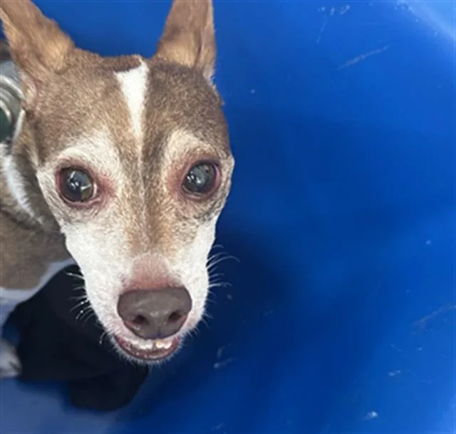 A senior small-sized male Mixed Breed dog named Pawpaw for adoption in Dallas, TX