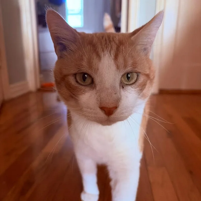 Simba thumbnail 2
