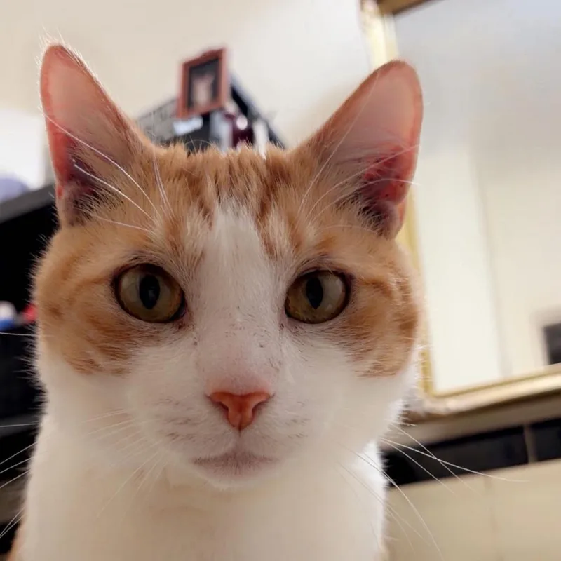 Simba thumbnail 3