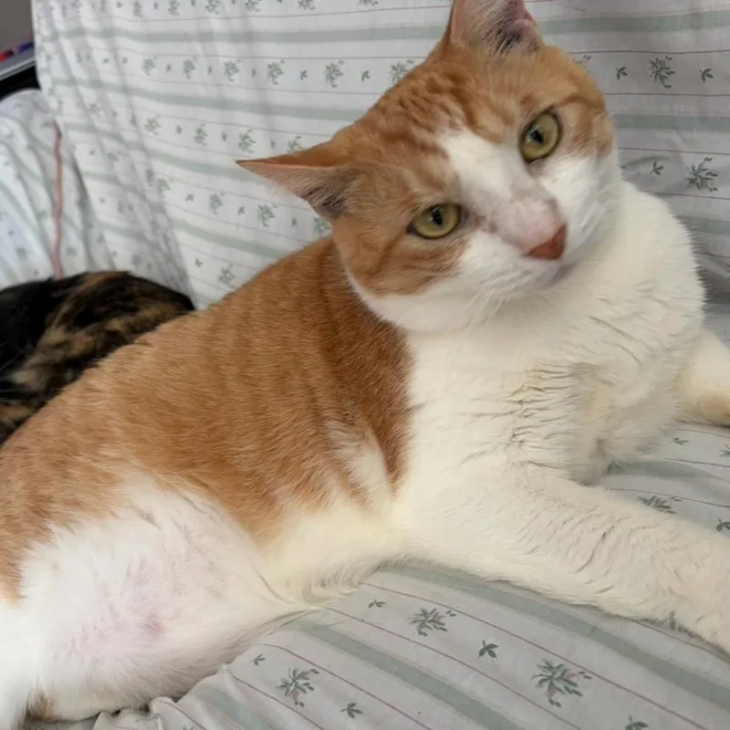 Simba thumbnail 4