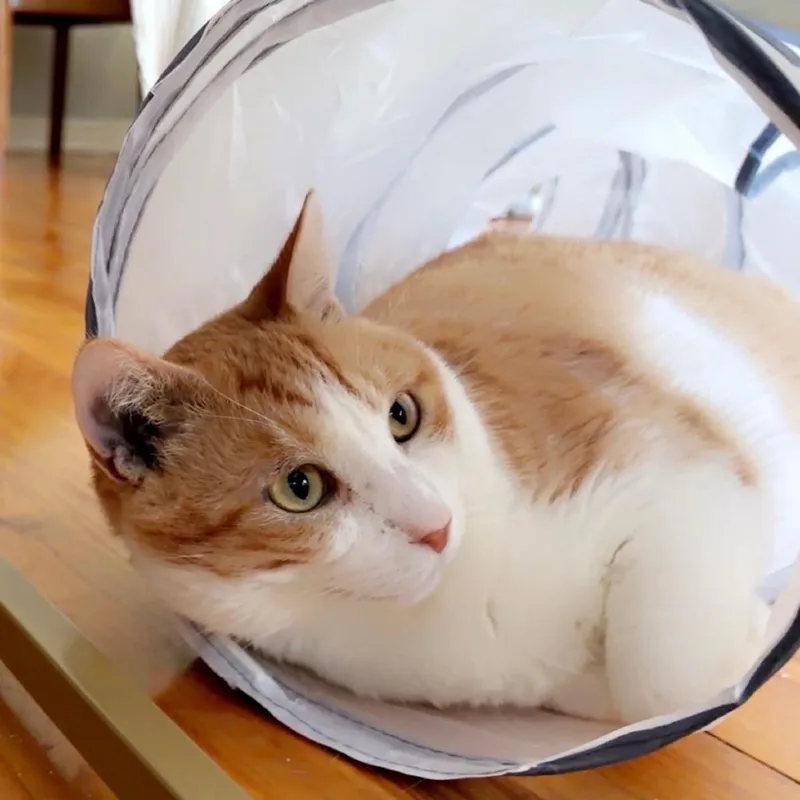 Simba thumbnail 5