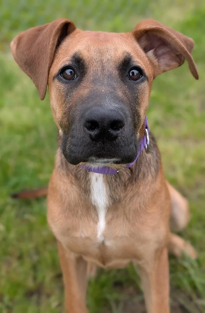 A young large-sized female Great Dane dog named Puppy Lillie for adoption in Cuyahoga Falls, OH