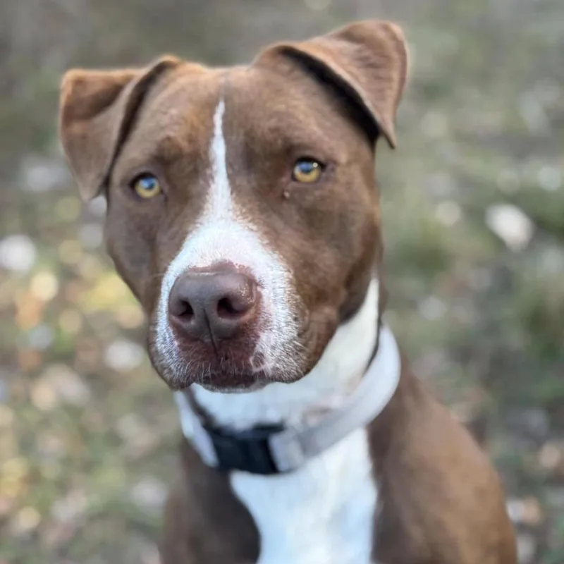 An adult medium-sized female Red / Chestnut / Orange Terrier dog named Amber for adoption in Marshall, TX