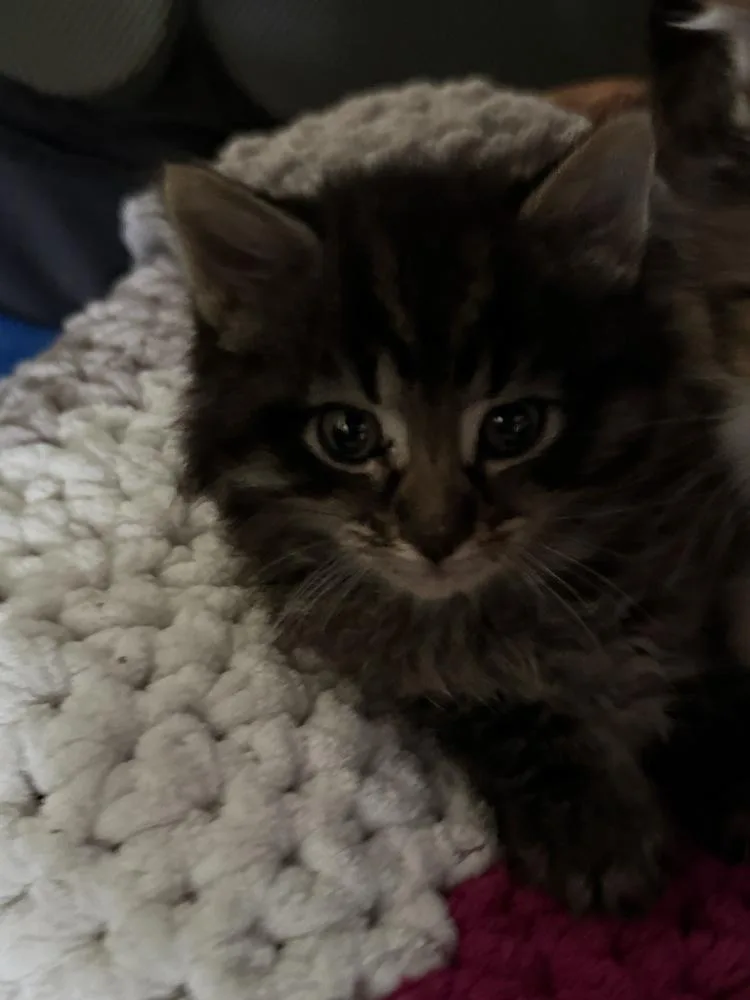 A baby medium-sized male Tabby (Brown / Chocolate) Domestic Long Hair cat named Gumdrop for adoption in Clinton Township, MI