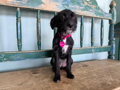 Dora