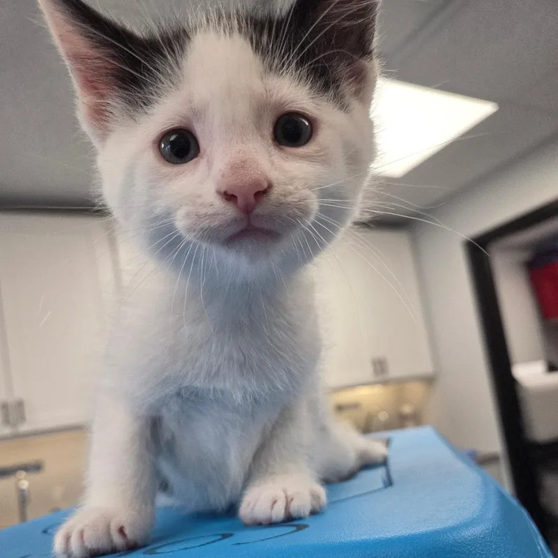 A baby small-sized male White Domestic Short Hair cat named Isaia for adoption in Watertown, NY