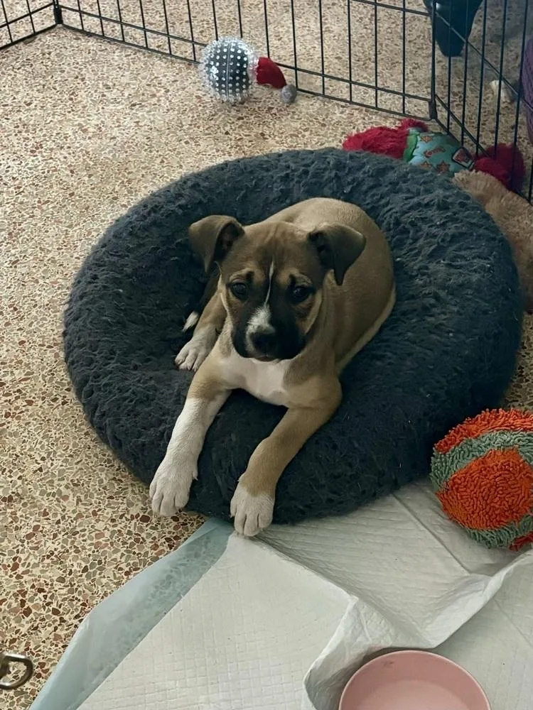 A baby small-sized male Mixed Breed dog named Wally for adoption in Orlando, FL